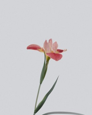 flower-2.4